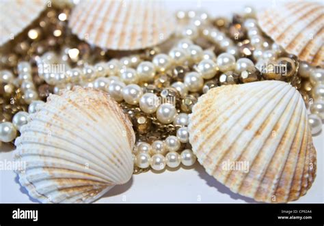 Sea Shells With Pearls Stock Photo Alamy