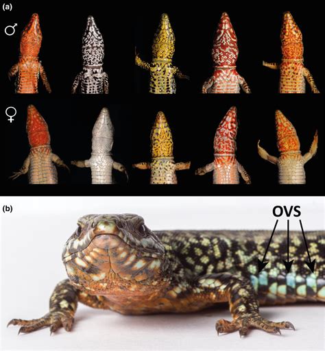 A Color Variation In The Ventral Surface Of Adult Podarcis Muralis Download Scientific