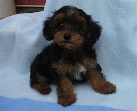 Yorkie Poo Puppies For Sale For Sale In Upper Sandusky Ohio Classified