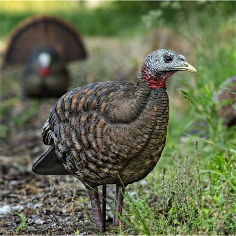 Avian X LCD Breeder Hen Turkey Decoy Cabela S Canada