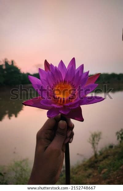 Water Lily Sunset Background Stock Photo 2152748667 Shutterstock