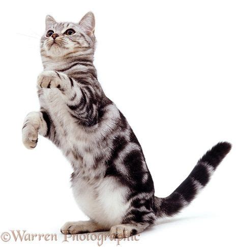 10+ Best Cat reference poses images | cat reference, beautiful cats, feline