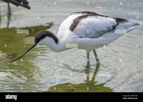 Diverses Esp Ces De Faune Sauvage Au Royaume Uni Y Compris Les