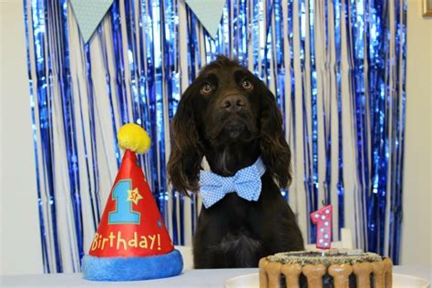 Your Ultimate Guide To Throwing The Best Dog Birthday Party Ever