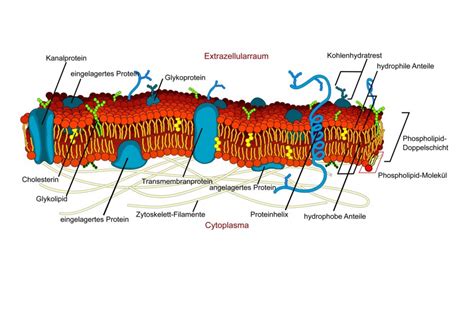 Struktur Und Funktion Von Lipiden