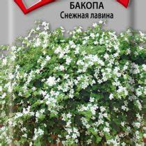 Роскошь ампельных растений — Ботаничка