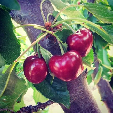 Perfect Chelan Cherries Ripening On The Tree In Spain