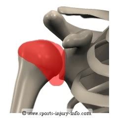 Shoulder Anatomy - Sports Injury Info