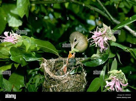 Female Bells Vireo Vireo Bellii Feeding Hatchling A Large Green