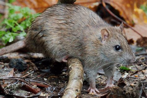 How To Get Rid Of Rats In The Garden Naturally Without Poison