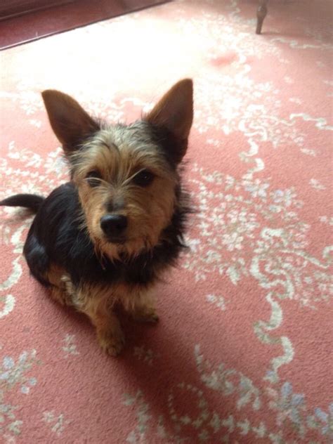 Yorkshire Terrier X Jack Russell In Dagenham London Gumtree