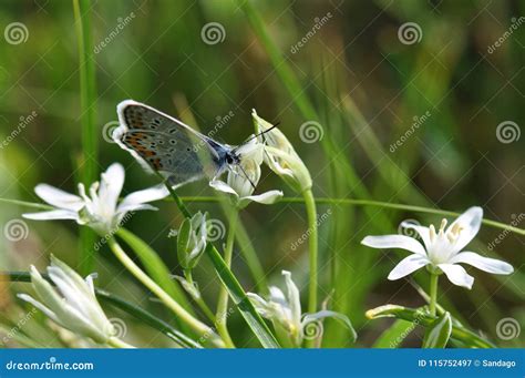 Large Blue Butterfly stock image. Image of animal, detail - 115752497