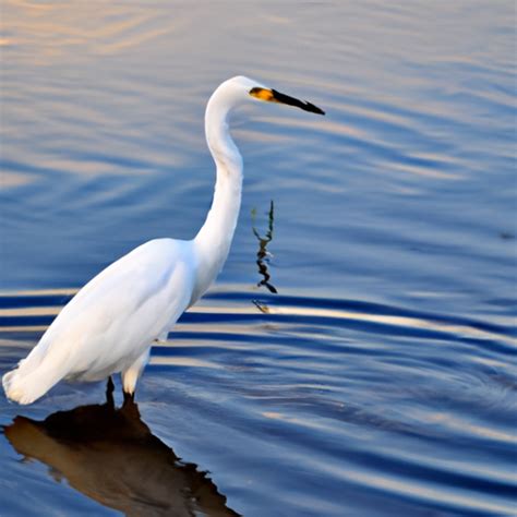 White Birds In Florida With Long Beaks Nature Blog Network