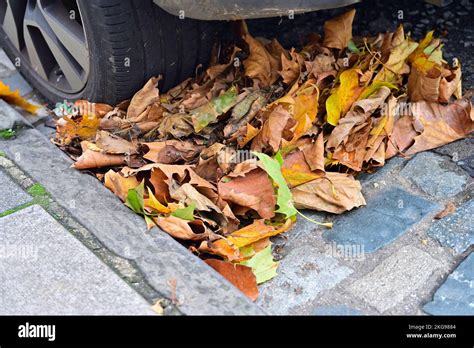 Fall Autumn Fallen Leaves Washed Along Roadside Gutter To Be Blocked