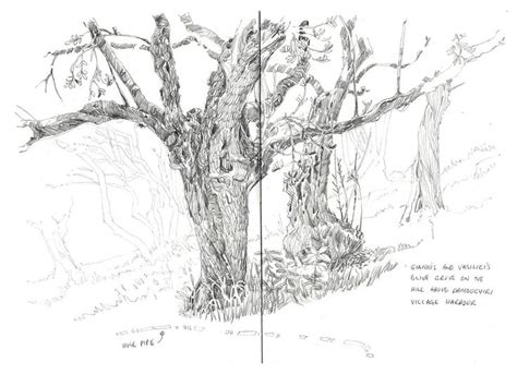 Olive tree | Drawings, Nature drawing, Original art