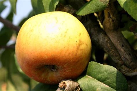 Herbstapfel Schöner Von Wiltshire Weiße Wachsrenette Malus