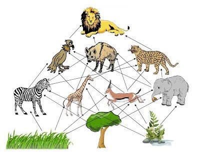 Savanna Food Web Diagram