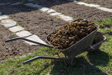 Pferdemist Als D Nger Wirkung Anwendung Plantura