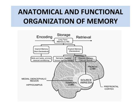 Neurobiology of memory