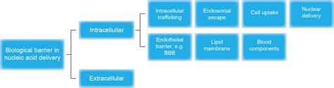 Nanoparticles Based Nucleic Acid Delivery Cd Bioparticles