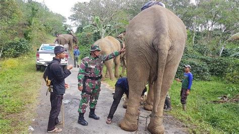 Tim Gabungan Di Bener Meriah Giring Dua Gajah Liar Ke Luar Barrier