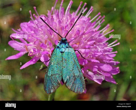 This Is The Butterfly Adscita Statices The Forester Or Forester Moth