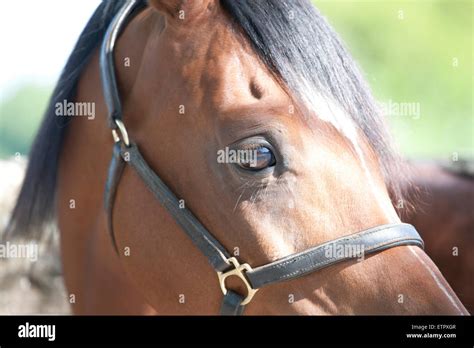 A Horses Head Close Up Stock Photo Alamy