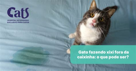 Como identificar doenças ou alteração de comportamento em felinos