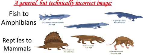 Evolution Simplified - df