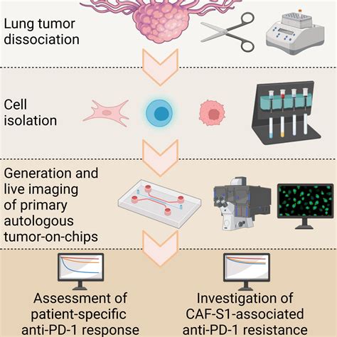 Assessing Personalized Responses To Anti PD 1 Treatment Using Patient