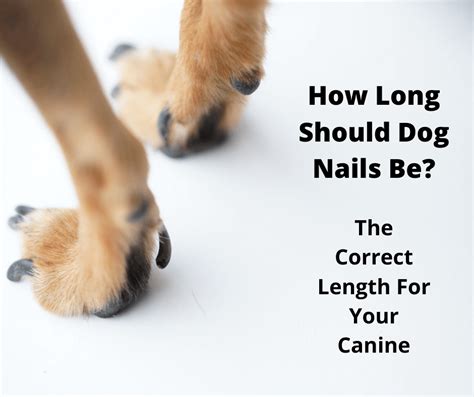 Dog Nails Long Flash Sales