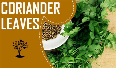 Coriander leaves - The Wellness Corner