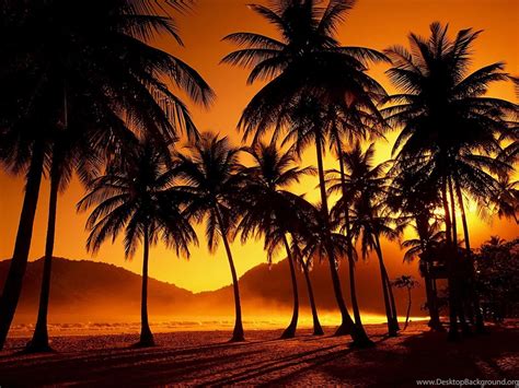 Beach Sunset Palm Tree Tumblr Desktop Background