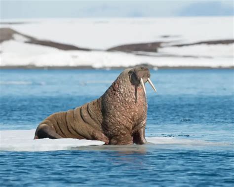 Walrus | Mammals Wiki | Fandom