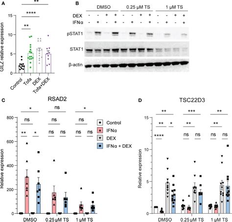 Frontiers Type Interferon Suppresses Expression And Glucocorticoid