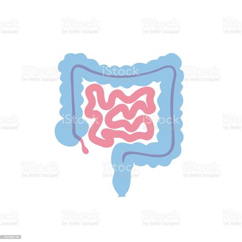Vektor Terisolasi Ilustrasi Usus Ilustrasi Stok Unduh Gambar Sekarang