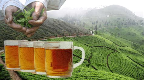 Darjeeling Tea: Taste, Benefits, Brewing Tips – Tea Backyard