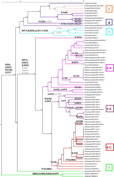 Phylogenetic Tree Of Ha Amino Acid Sequences Of The Influenza