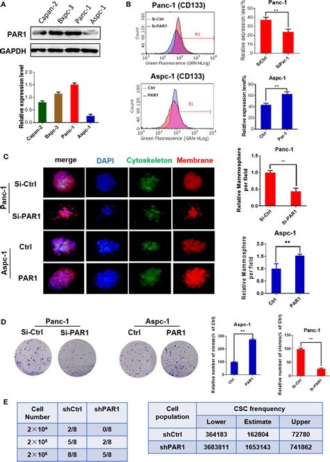 Frontiers Doxycycline Inhibits Cancer Stem Cell Like Properties Via