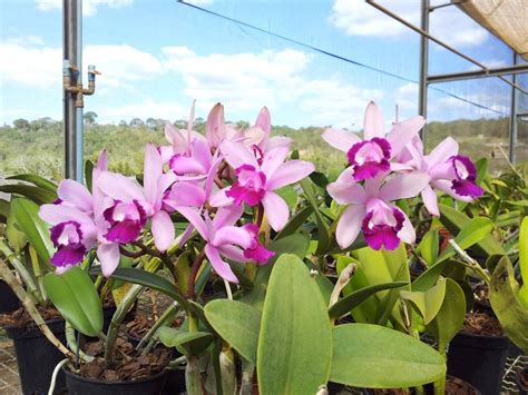 Many Cattleya Intermedia Var Orlata In An Orchid Nursery By Plantech