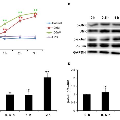 Cnp Activated Npr B C Jun N Terminal Kinase Jnk C Jun Signaling