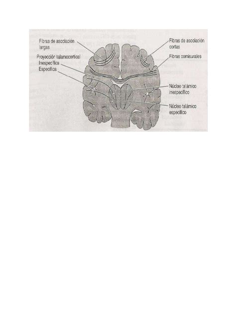 Documento sin t Ã tulo Dibujos LAB Neuroanatomía Studocu