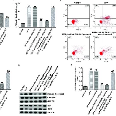 Effects Of Lncrna Snhg On Cell Viability And Apoptosis In In Vitro Pd