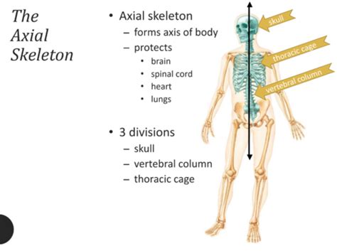 Vertebral Column Human Anatomy Physiology I Lab 6 Axial Bones Of