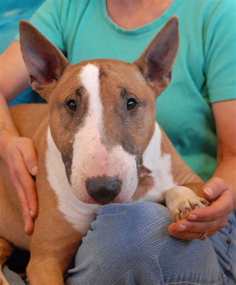 Rebel Sweetheart Bull Terrier For Adoption