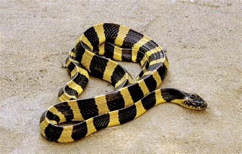 Banded Krait Facts and Pictures | Reptile Fact