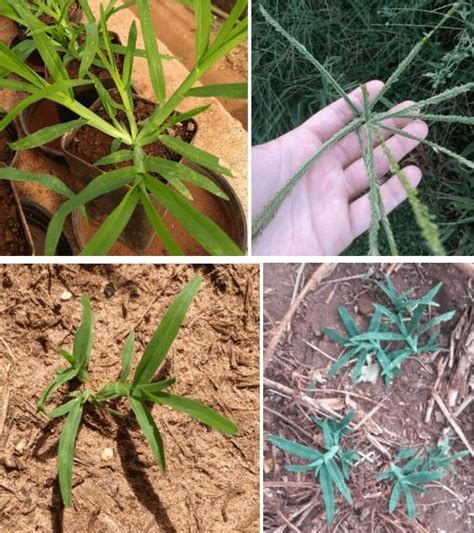 Plantas Daninhas Da Soja Como Controlar As Principais Invasoras