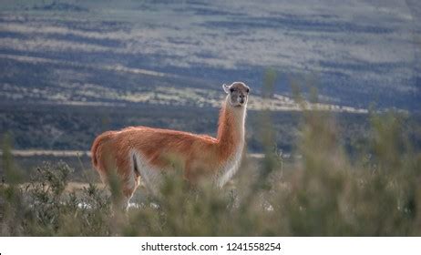 Wildlife Nature Parque Torres Del Paine Stock Photo 1241558254 | Shutterstock