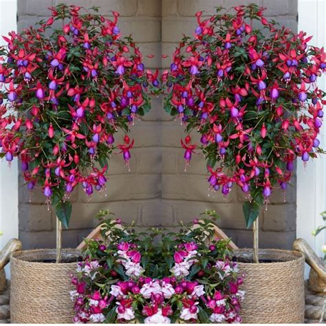 Pair Of Fuchsia Tree Standards Purple Red Angela Patio Fuchsia Trees