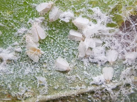 Whiteflies Injure On Cassava Leaf In Viet Nam Stock Photo Download